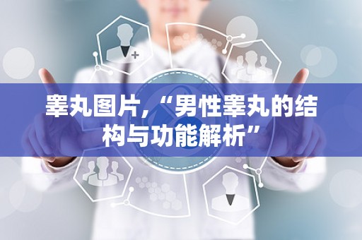 睾丸图片,“男性睾丸的结构与功能解析”