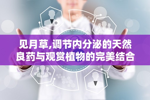 见月草,调节内分泌的天然良药与观赏植物的完美结合