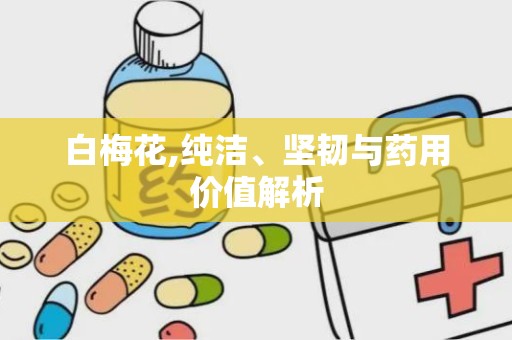 白梅花,纯洁、坚韧与药用价值解析