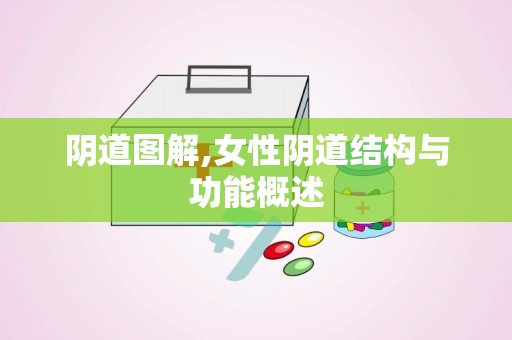 阴道图解,女性阴道结构与功能概述
