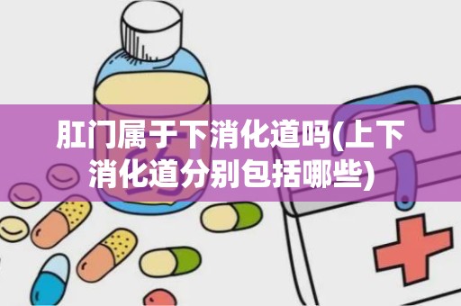 肛门属于下消化道吗(上下消化道分别包括哪些)