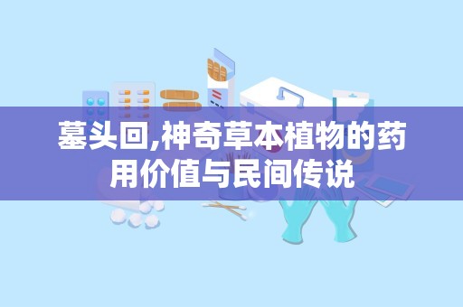 墓头回,神奇草本植物的药用价值与民间传说