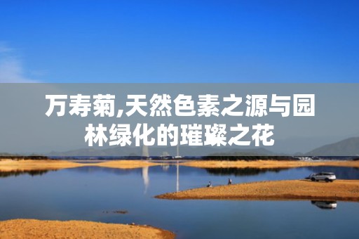 万寿菊,天然色素之源与园林绿化的璀璨之花