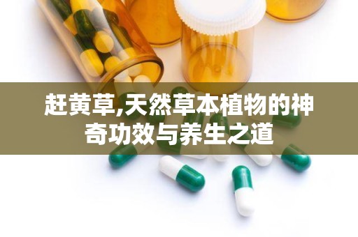 赶黄草,天然草本植物的神奇功效与养生之道