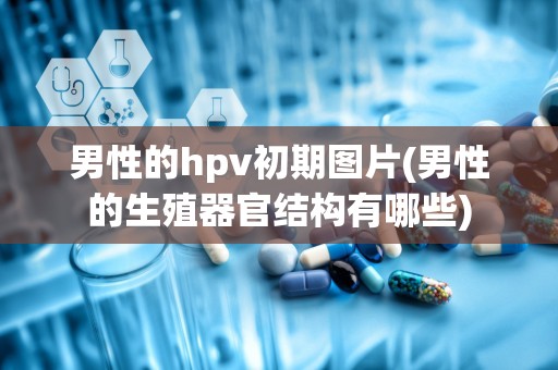 男性的hpv初期图片(男性的生殖器官结构有哪些)